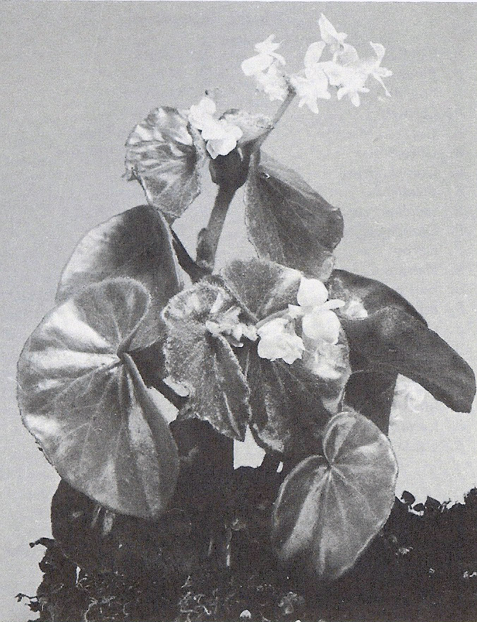 B. leptotricha